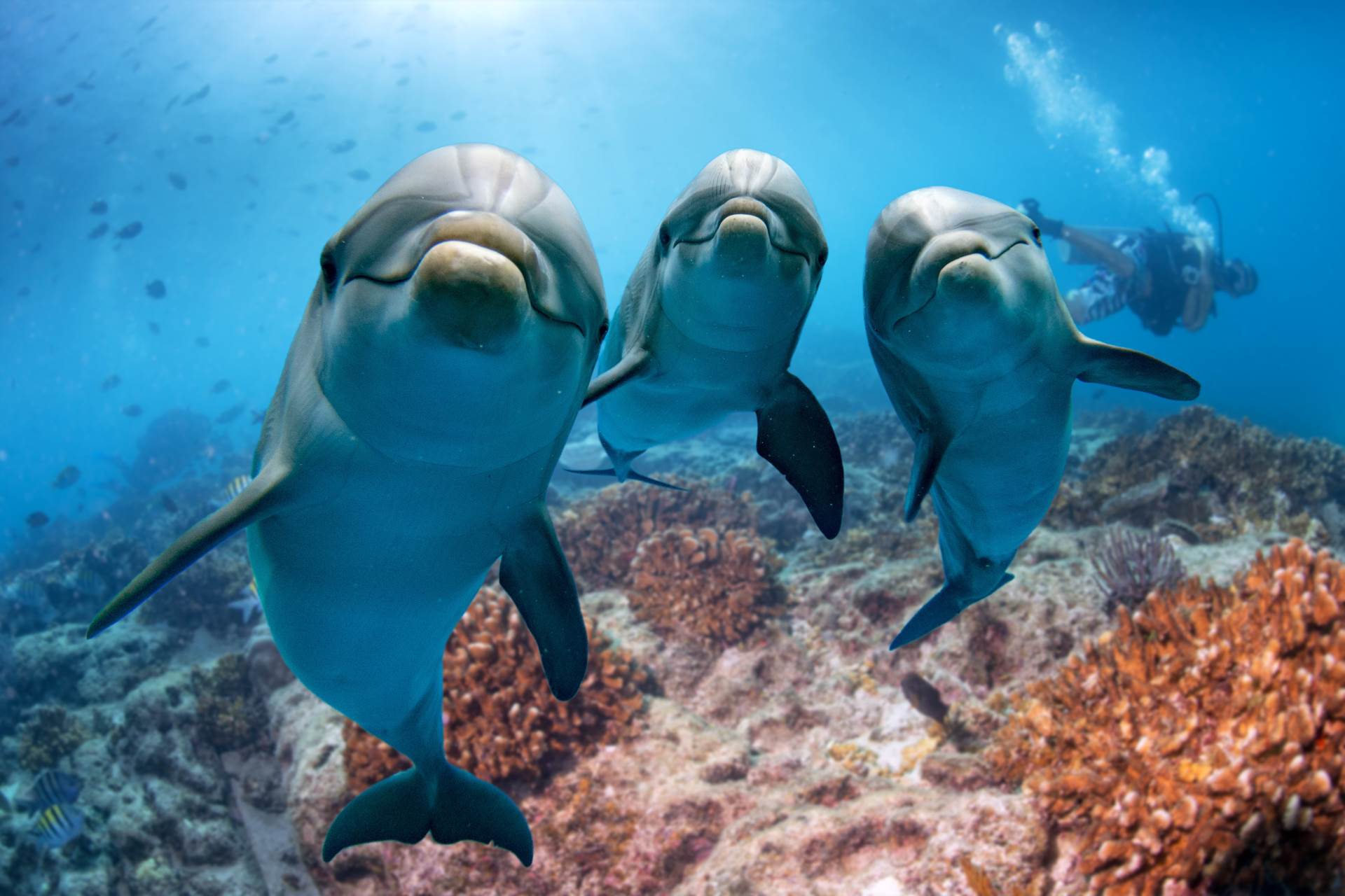 Delfini napadaju Japance 
