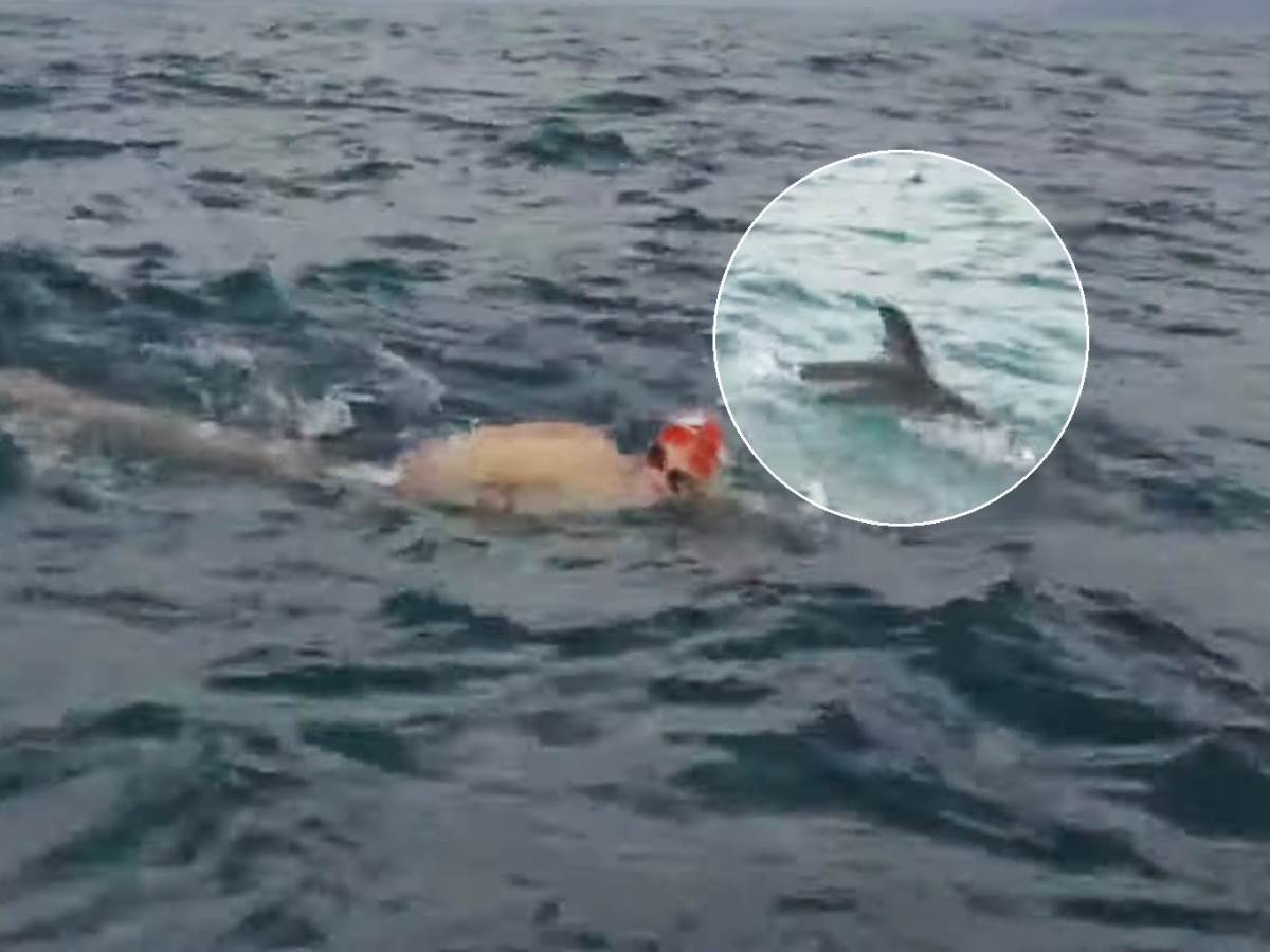  Jato delfina spasilo čovjeka od ajkula 
