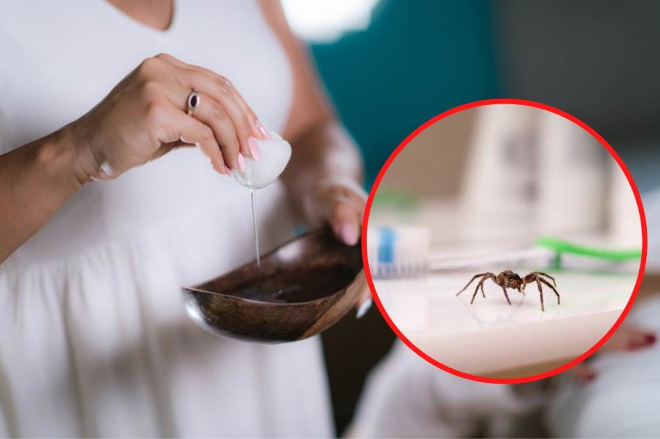  Kako se riješiti paukova u kući 