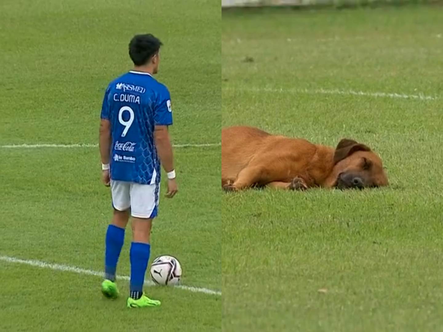  Utakmica kasnila zbog psa koji je spavao na terenu 