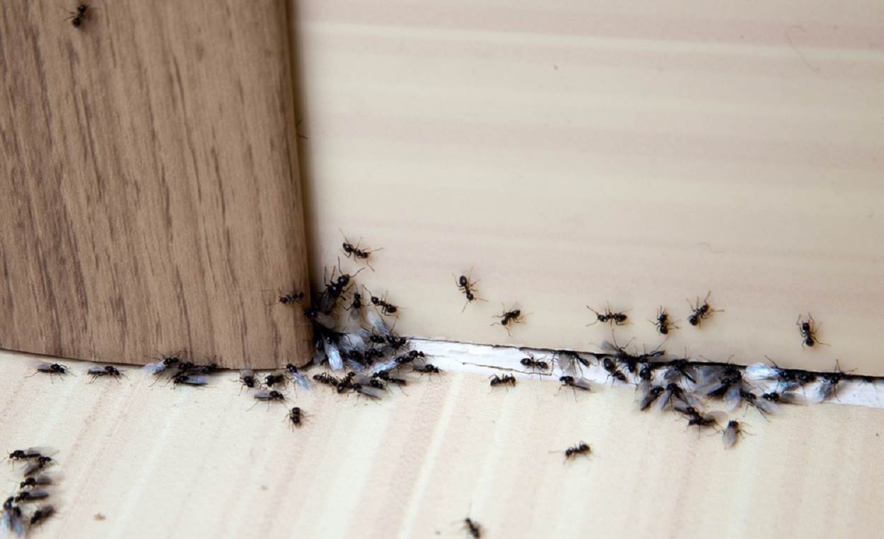  kako otjrati mrave iz kuće 