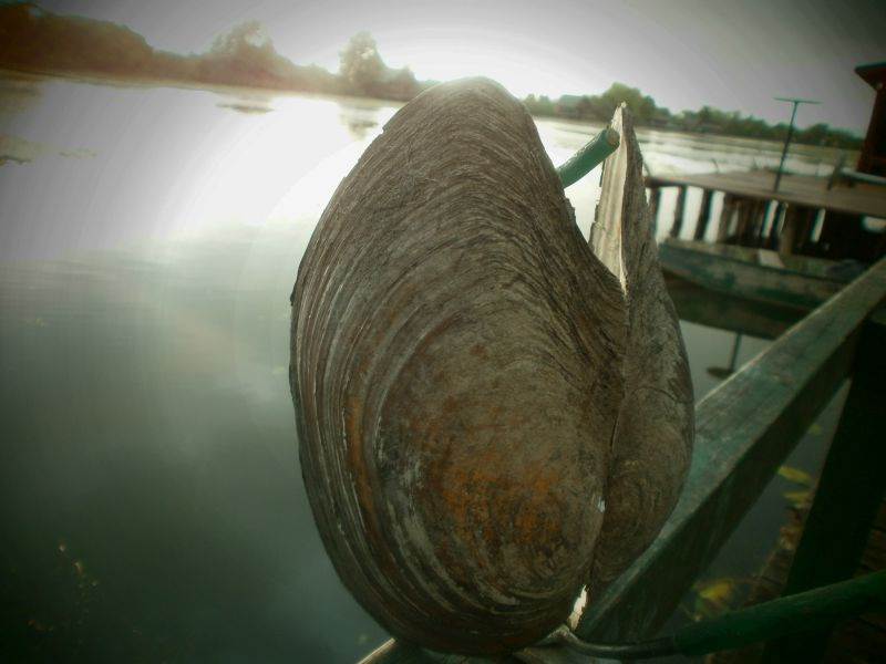  Džinovska školjka pronađena na Bardači 