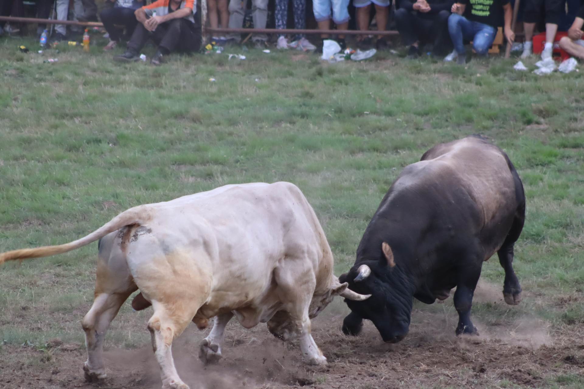  Kočićev zbor - korida 