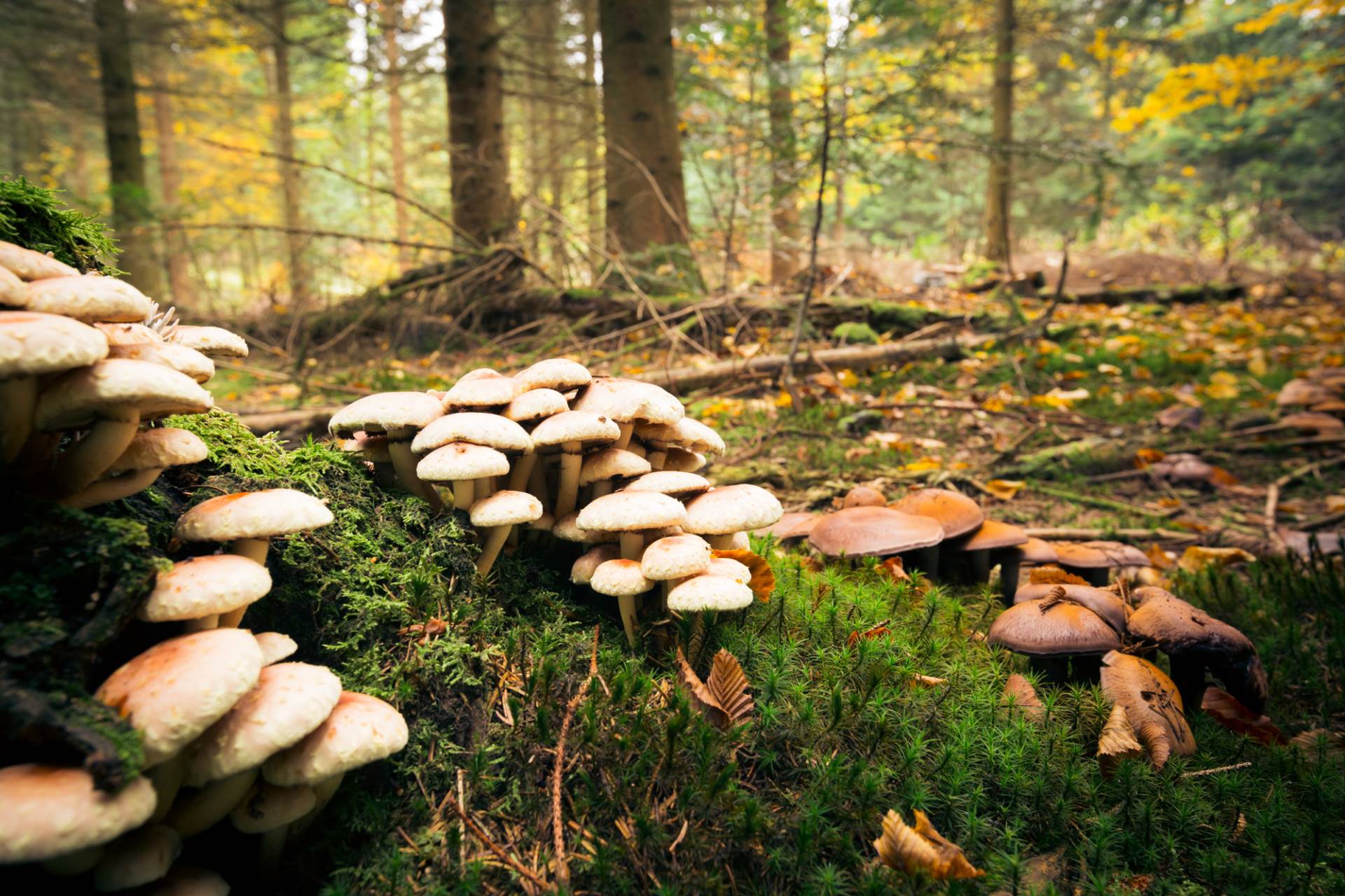  Kako prepoznati jestive gljive 