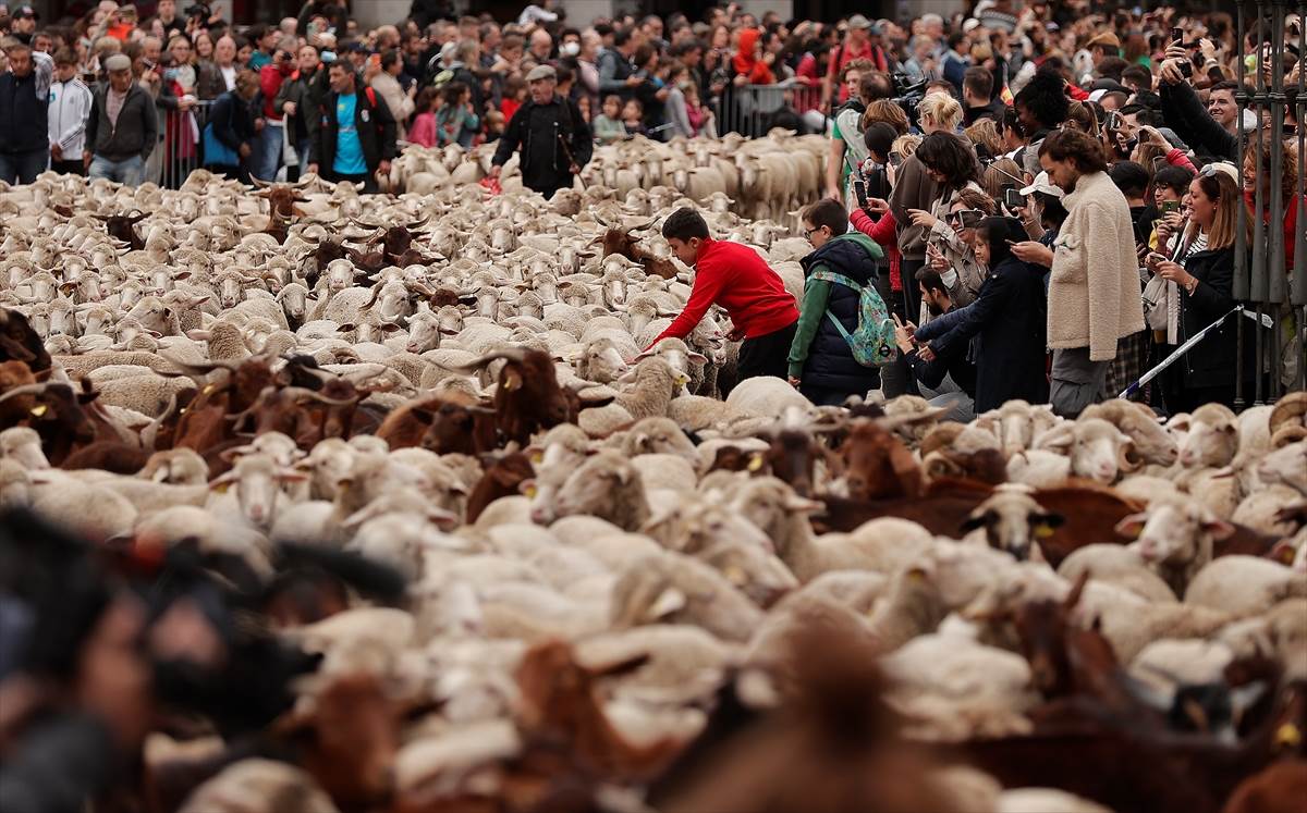  Ovce i koze na ulicama u centru Madrida 