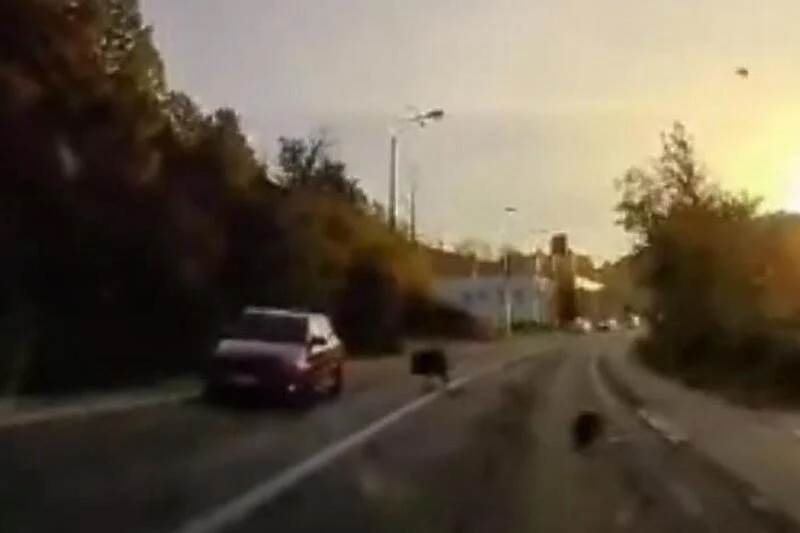  Divlja svinja istrčala na put i udarila u automobil 