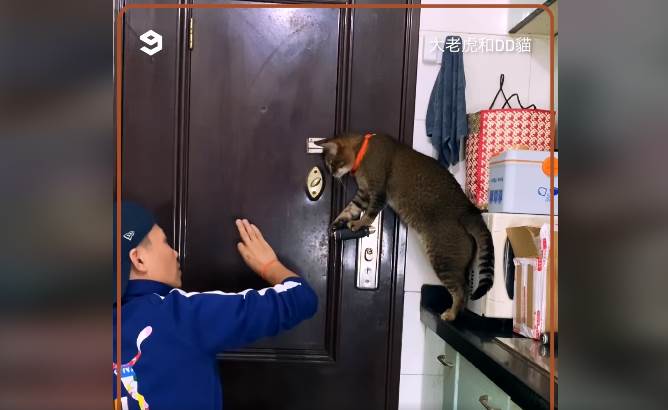  DD, mačka koja zna da otvori vrata i pomaže u kućnim poslovima 