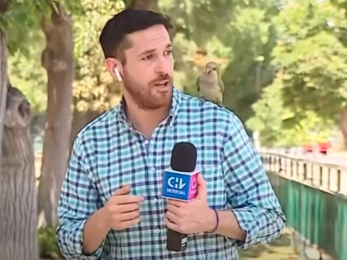  Papagaj novinaru ukrao slušalicu u programu uživo 