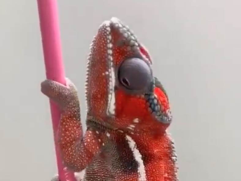  Kameleon koji mijenja boje olovke 