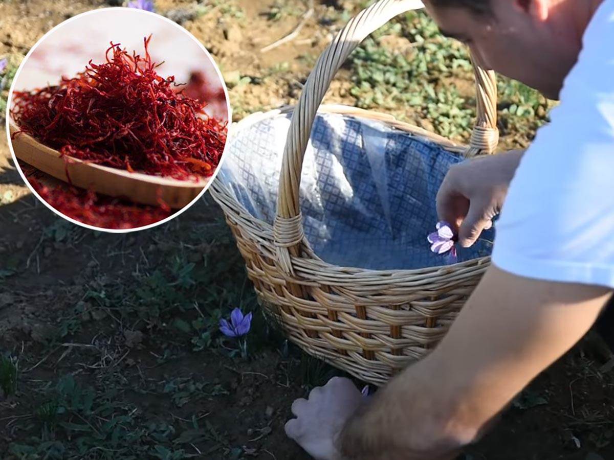  Srpska porodica uzgaja najskuplji začin šafran na svijetu 