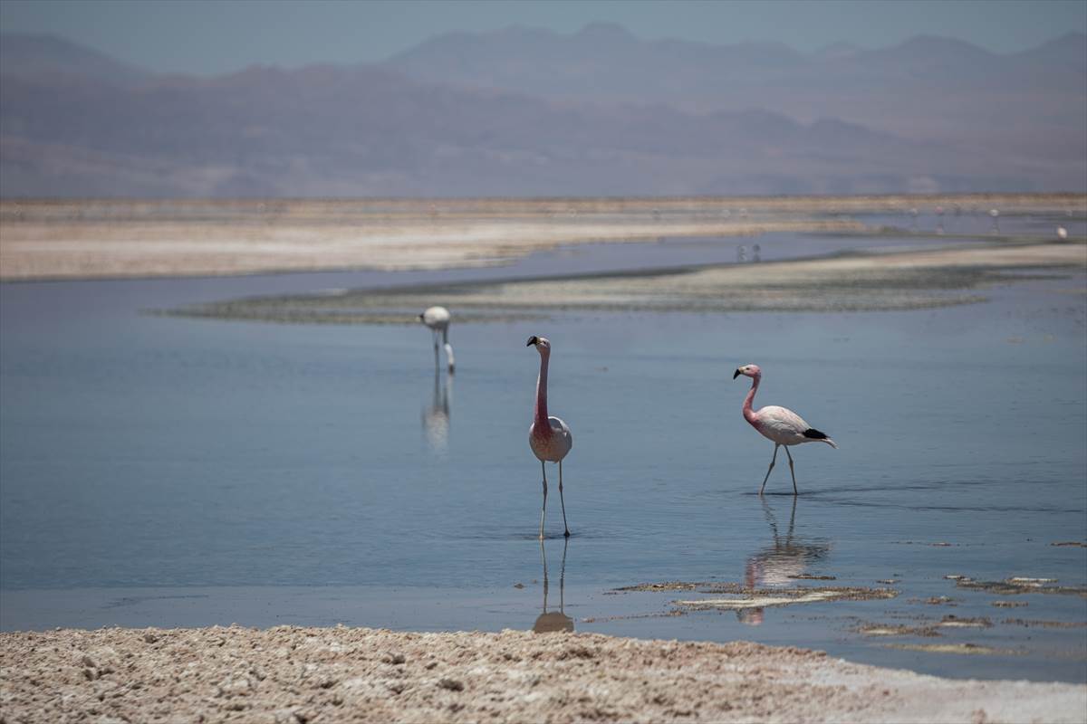  Broj flamingosa u Čileu smanjen za 20 odsto 