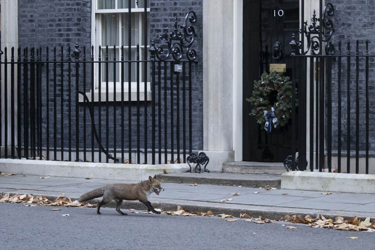  Lisica opet prošetala ispred sjedišta premijera Velike Britanije 