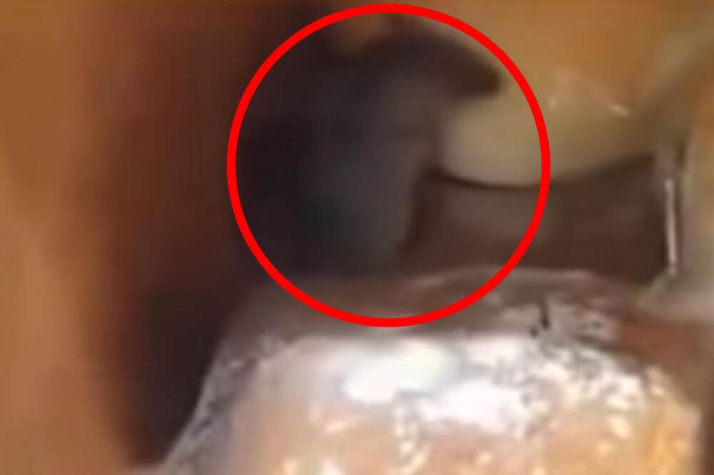  Snimljen miš kako jede hljeb u trgovačkom marketu  