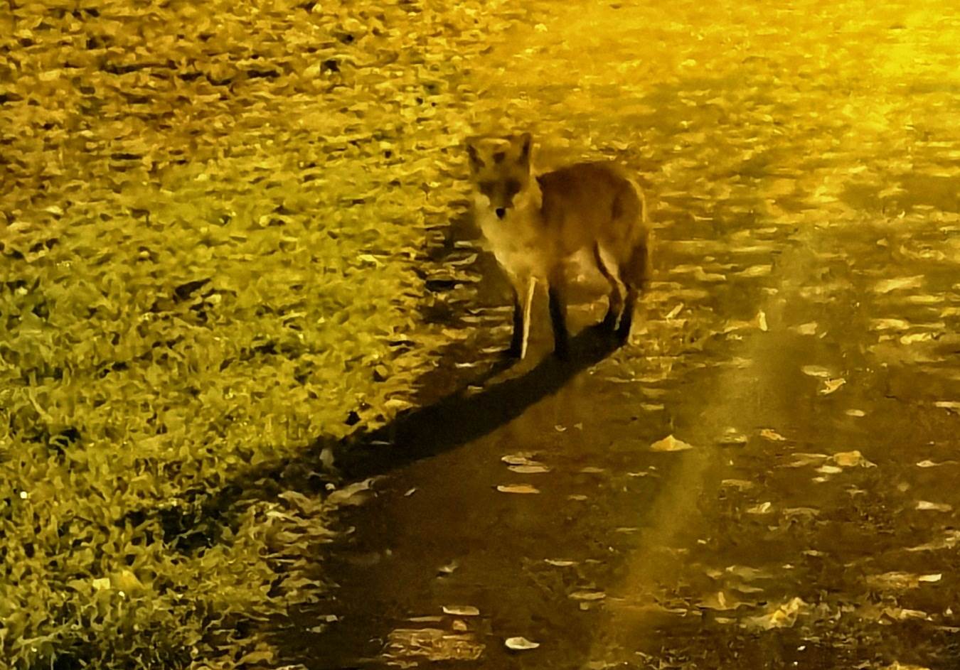  Lisica u Banjaluci 