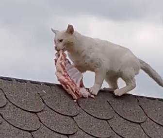  Mačak ukrao meso i odnio na krov 