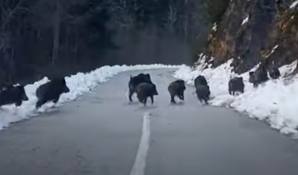  Divlje svinje na putu 