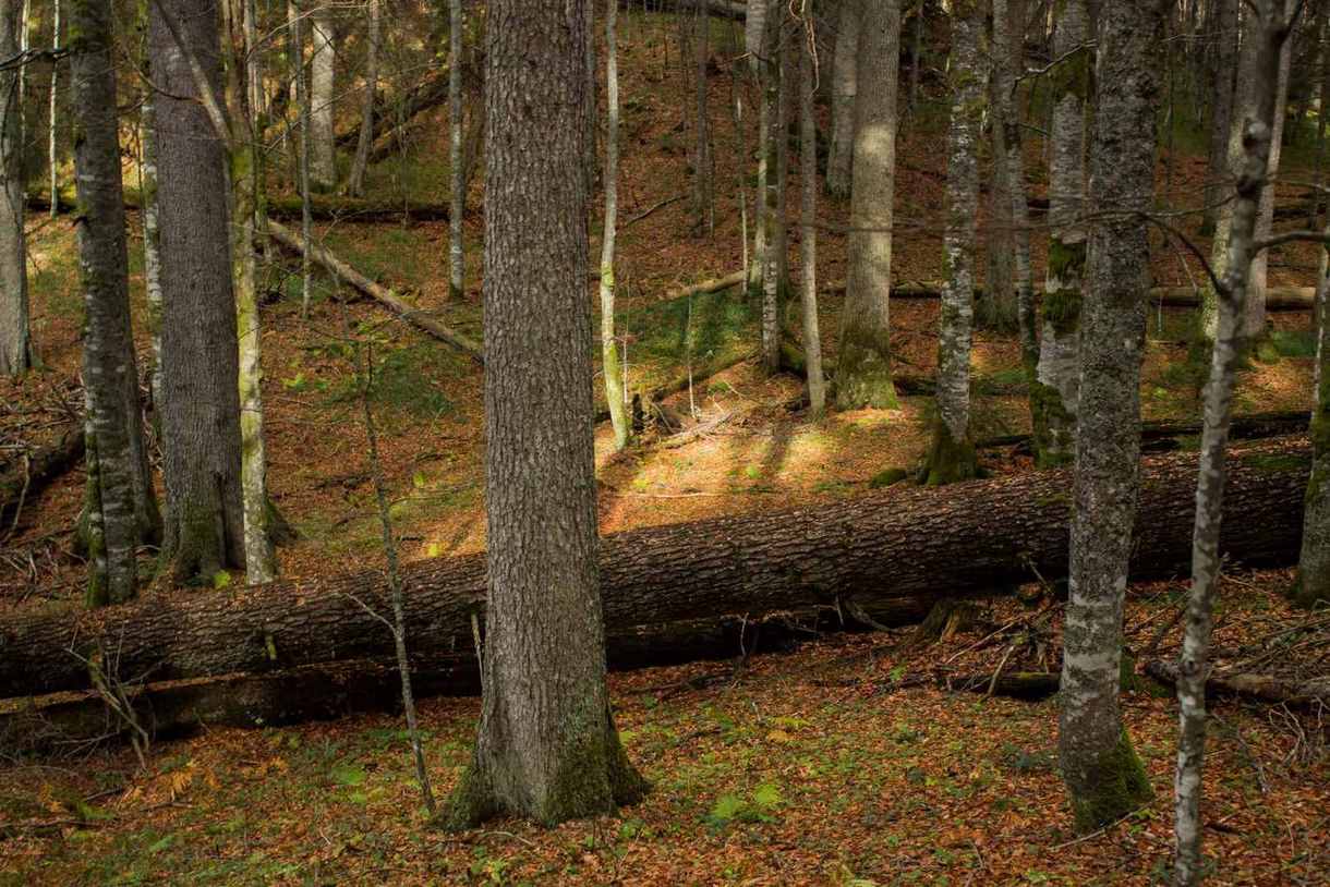  Prašuma u Janju na listi UNESCO 