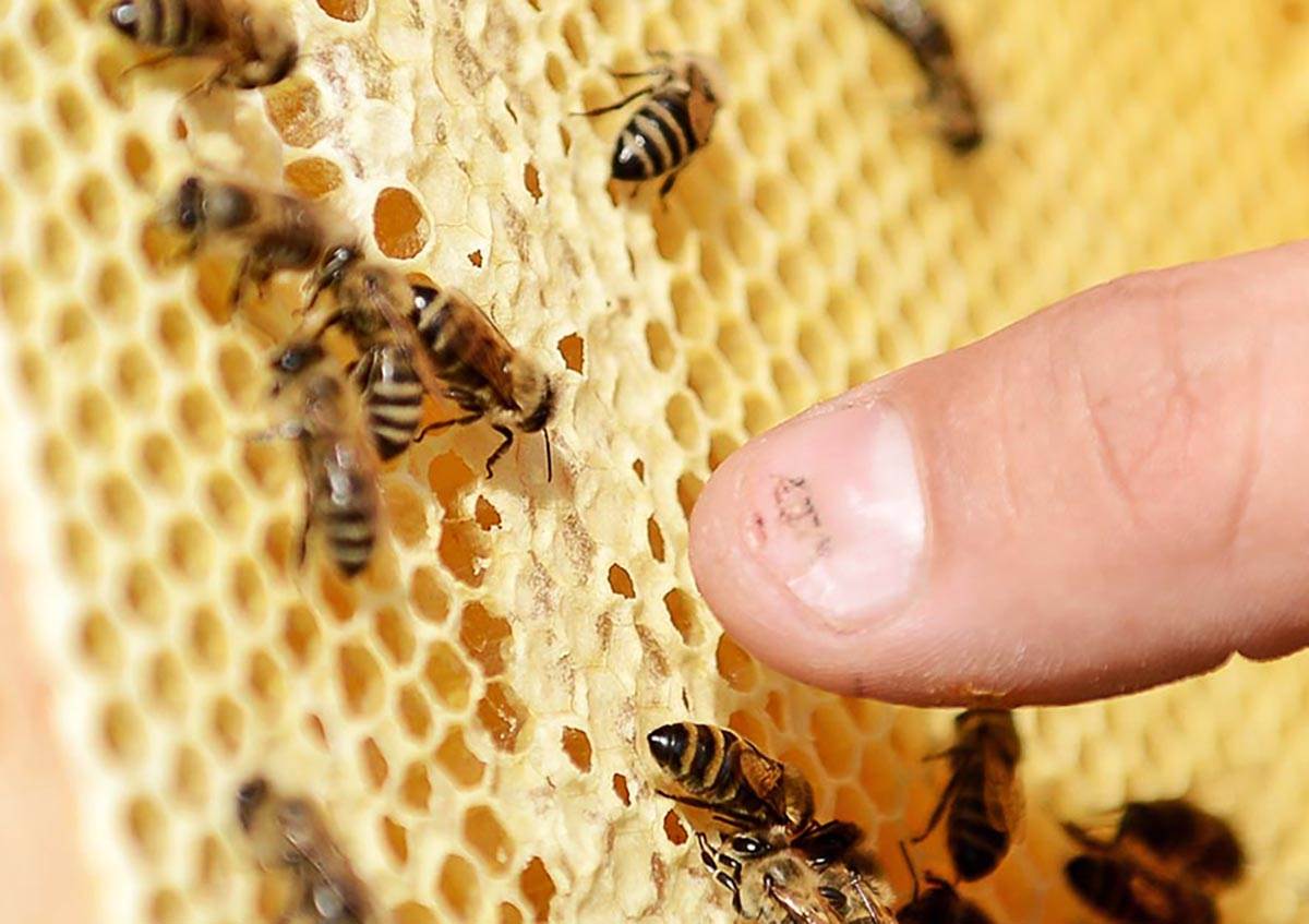  Kako reagovati na ubod pčele i stršljena 