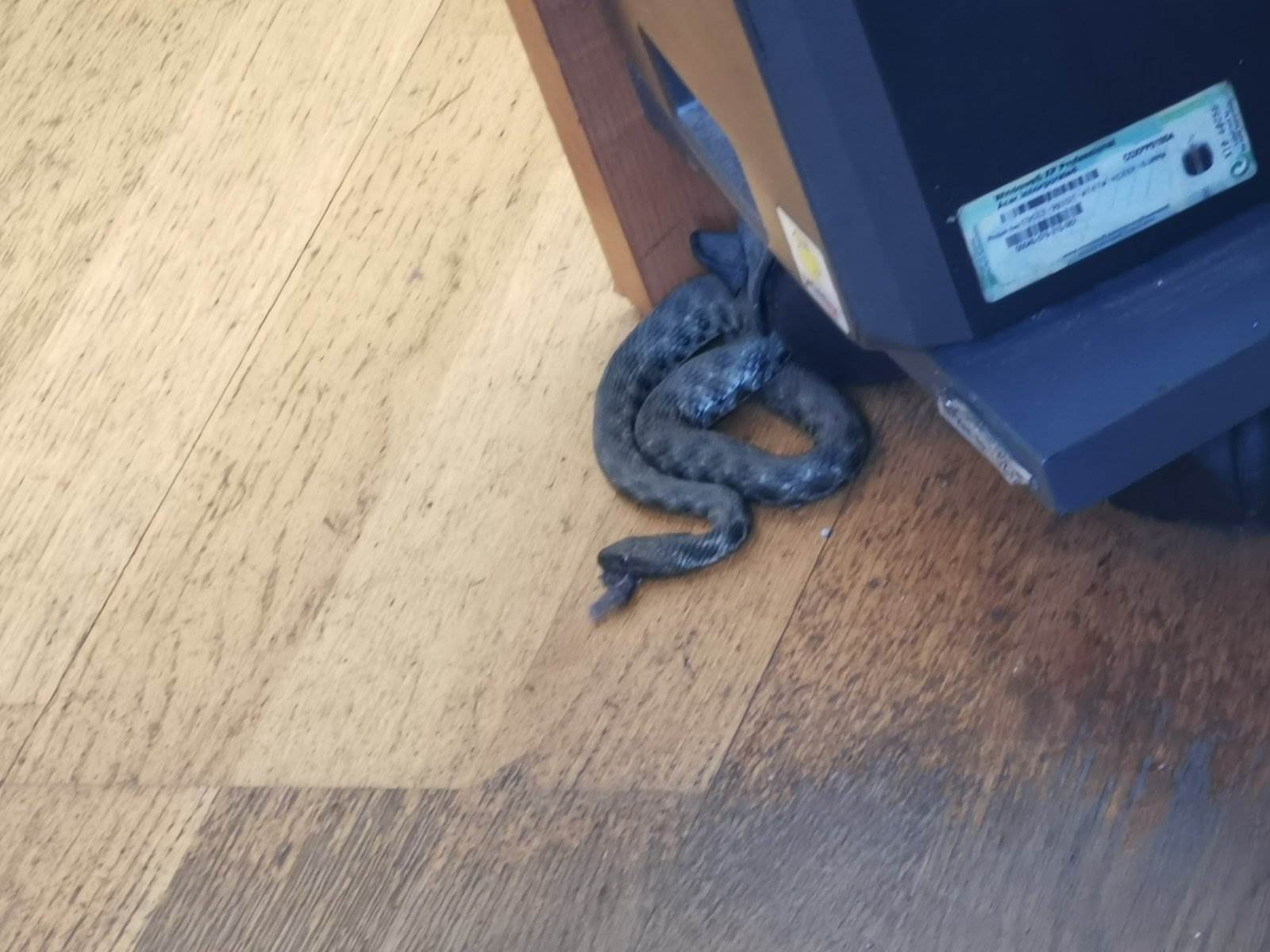  U prostorijama UIO BiH u Banjaluci pronađena zmija 