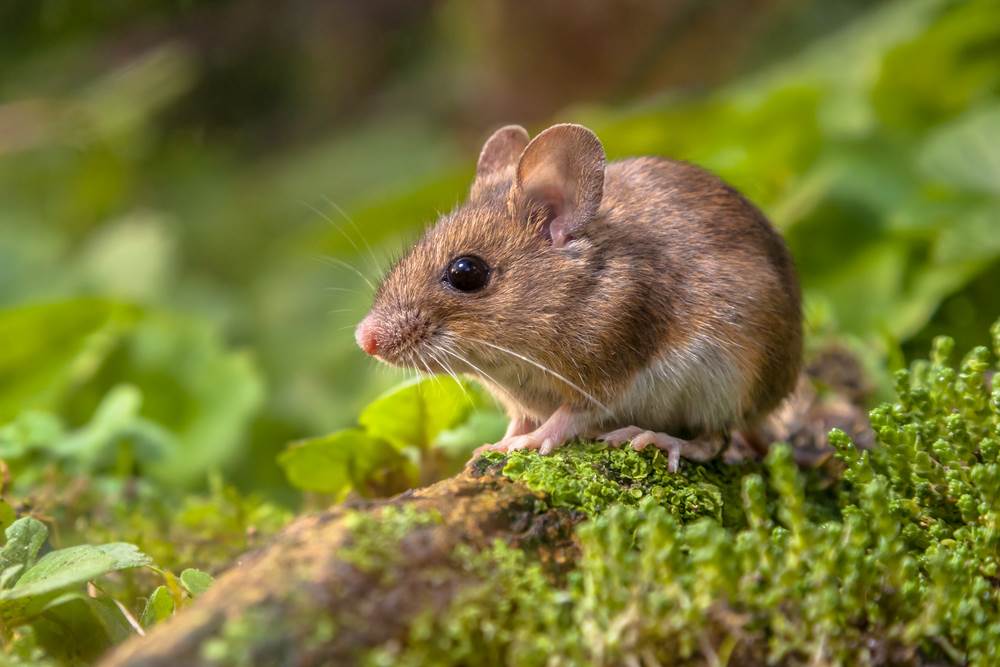  U Goraždu potvrđen slučaj mišje groznica 