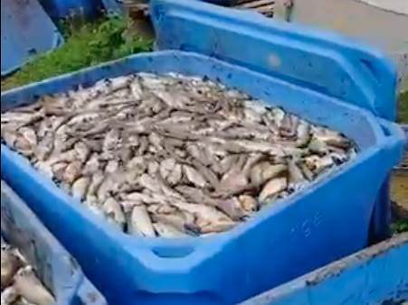  Pomor ribe u Šipovu zbog nevremena 