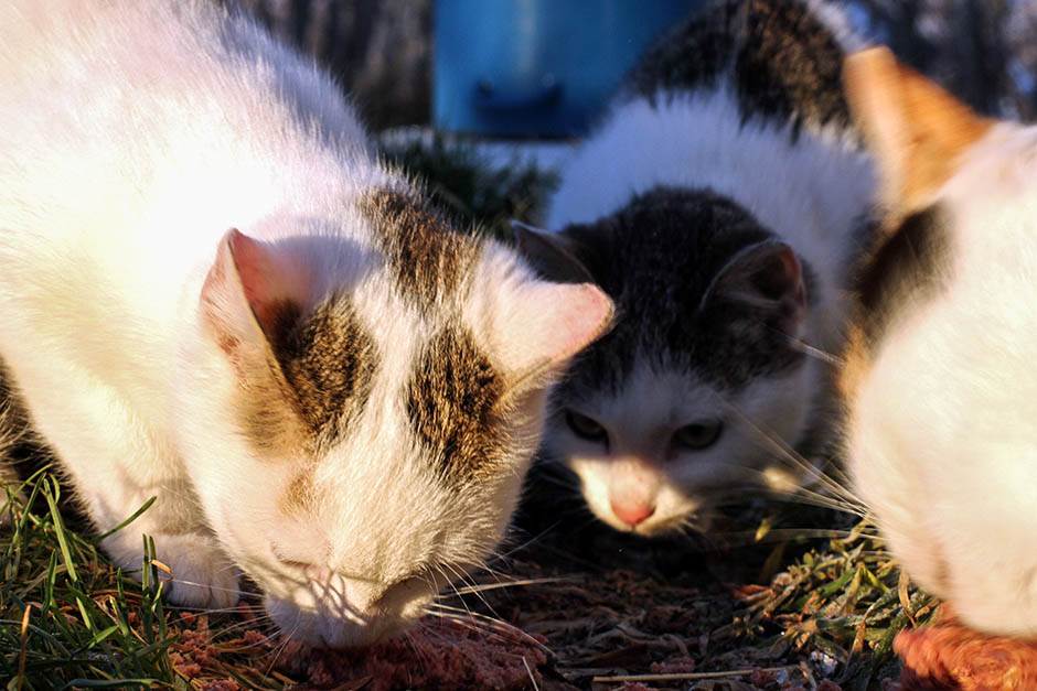  Strašno: Hiljade mačaka zakopano, neke i žive 