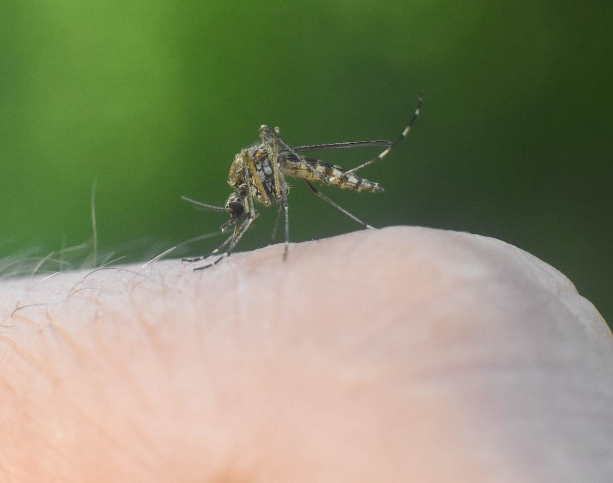  Kako se prirodno rješiti komaraca 