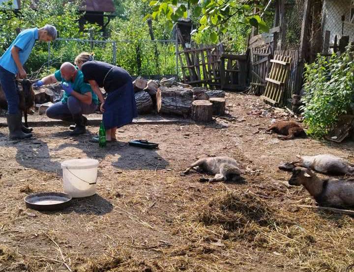  Psi lutalice zaklali jariće u Bratuncu 