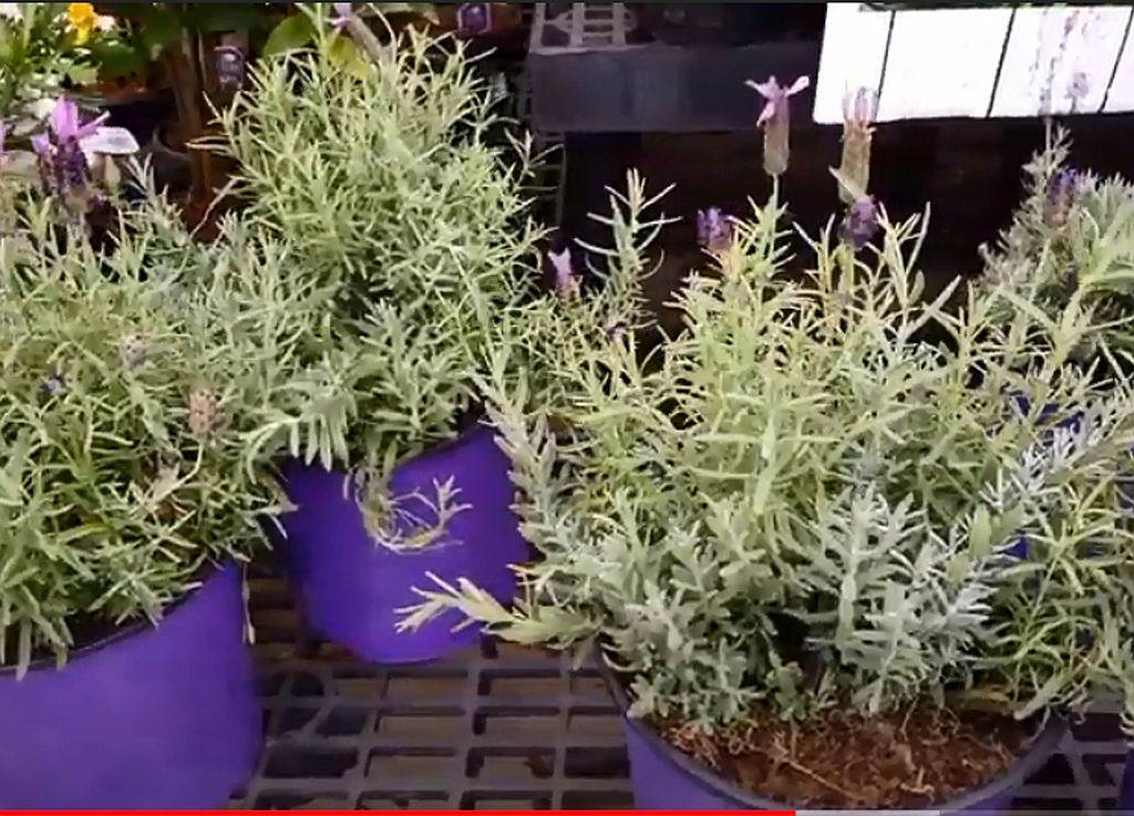  Uzgoj lavande kao biznis 