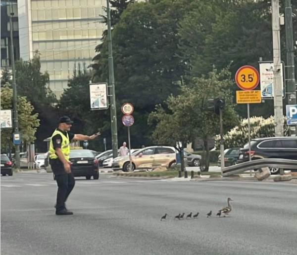  Policajac zaustavio saobraćaj da prođu patka i pačići 