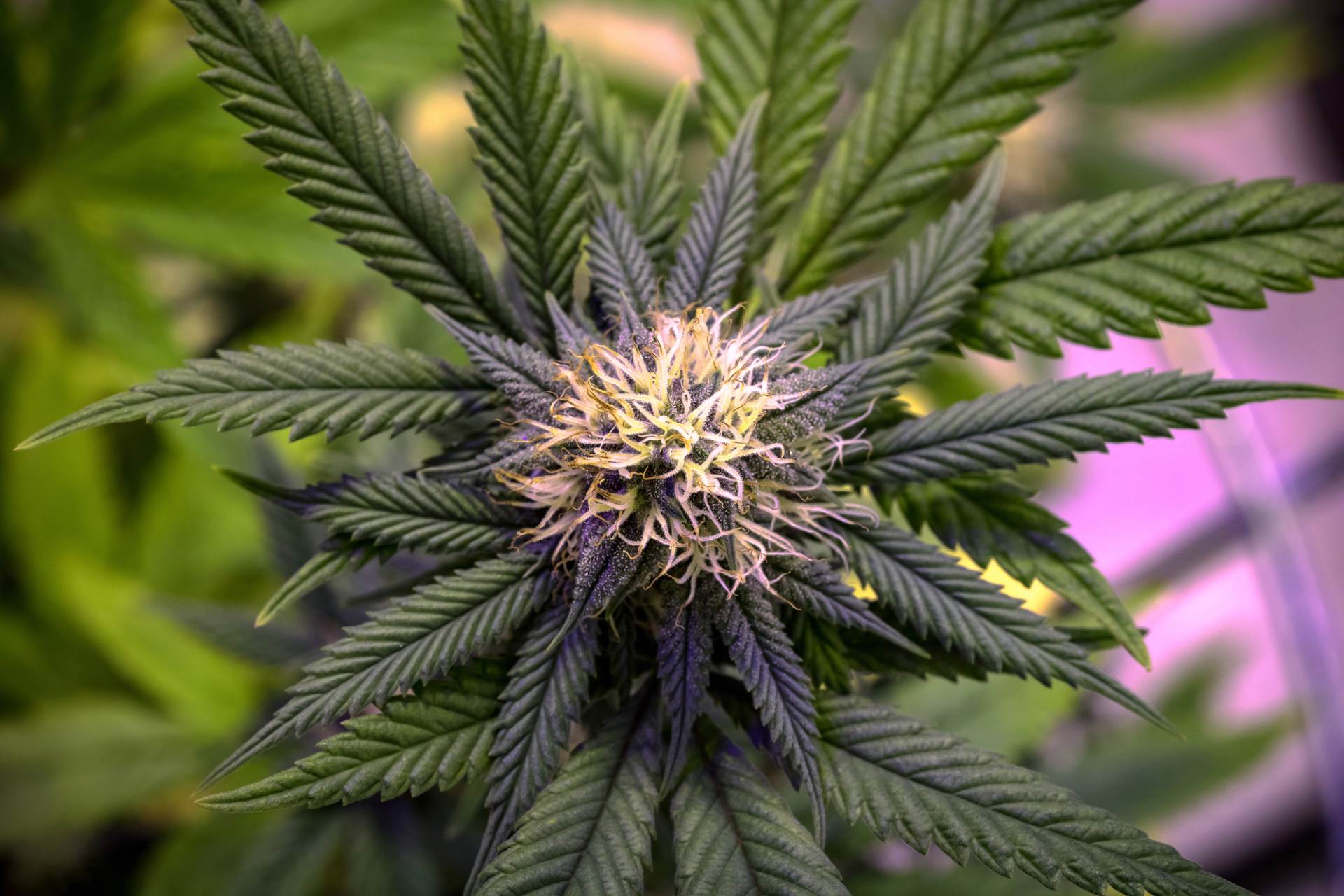  Kod Foče zaplijenjeno 64 kilograma marihuane 