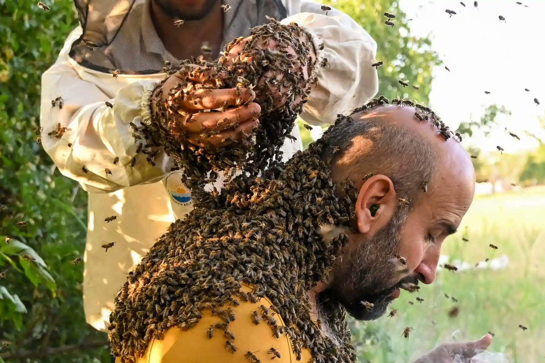  Abdulvahap Semo svjetski rekord pčele 