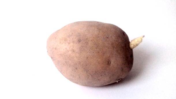  NASA sadi krompir na Marsu 