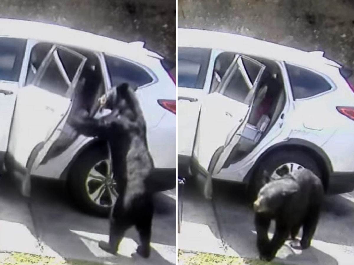  Medvjed ušao u automobil 