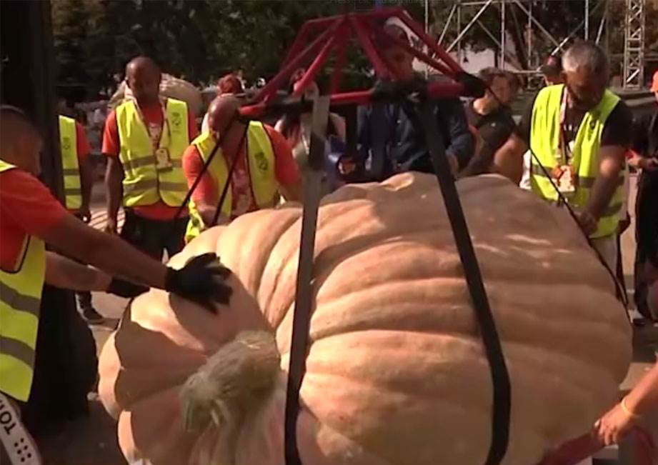  Teška skoro 870 kilograma: Oboren rekord za najveću bundevu u Kikindi! 