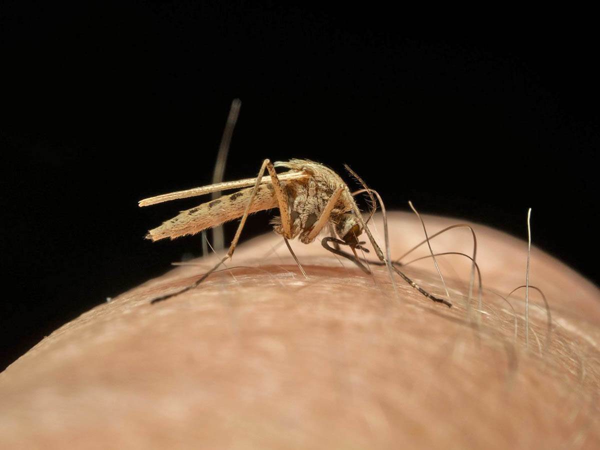  Simptomi denga groznice 