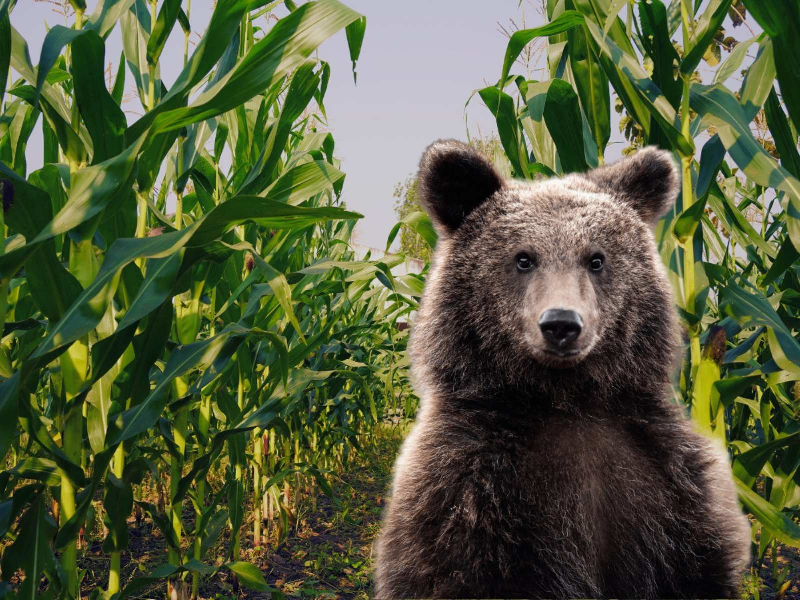  Medvjed u kukuruzima 