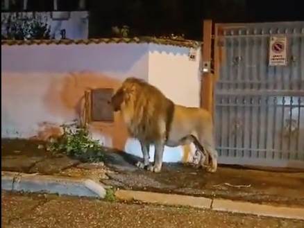  Uhvaćen odbjegli lav u Italiji 