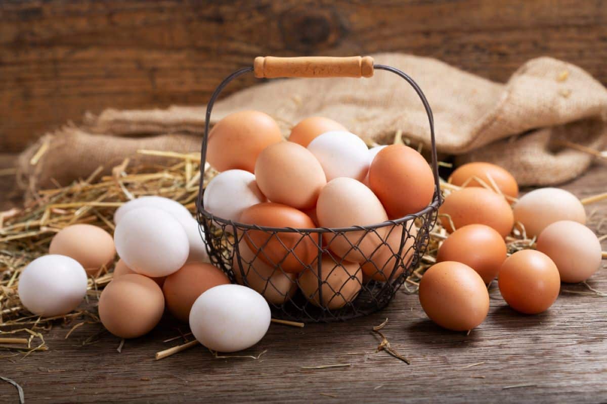  Razlika između bijelih i smeđih jaja 