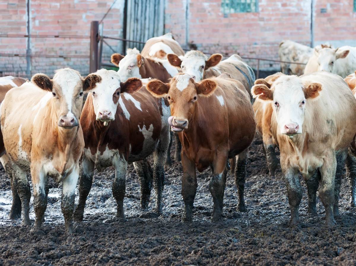  "Bile su blatnjave": U Sloveniji na snazi strožiji zakon, inspektori jednom farmeru oduzeli 24 krave  