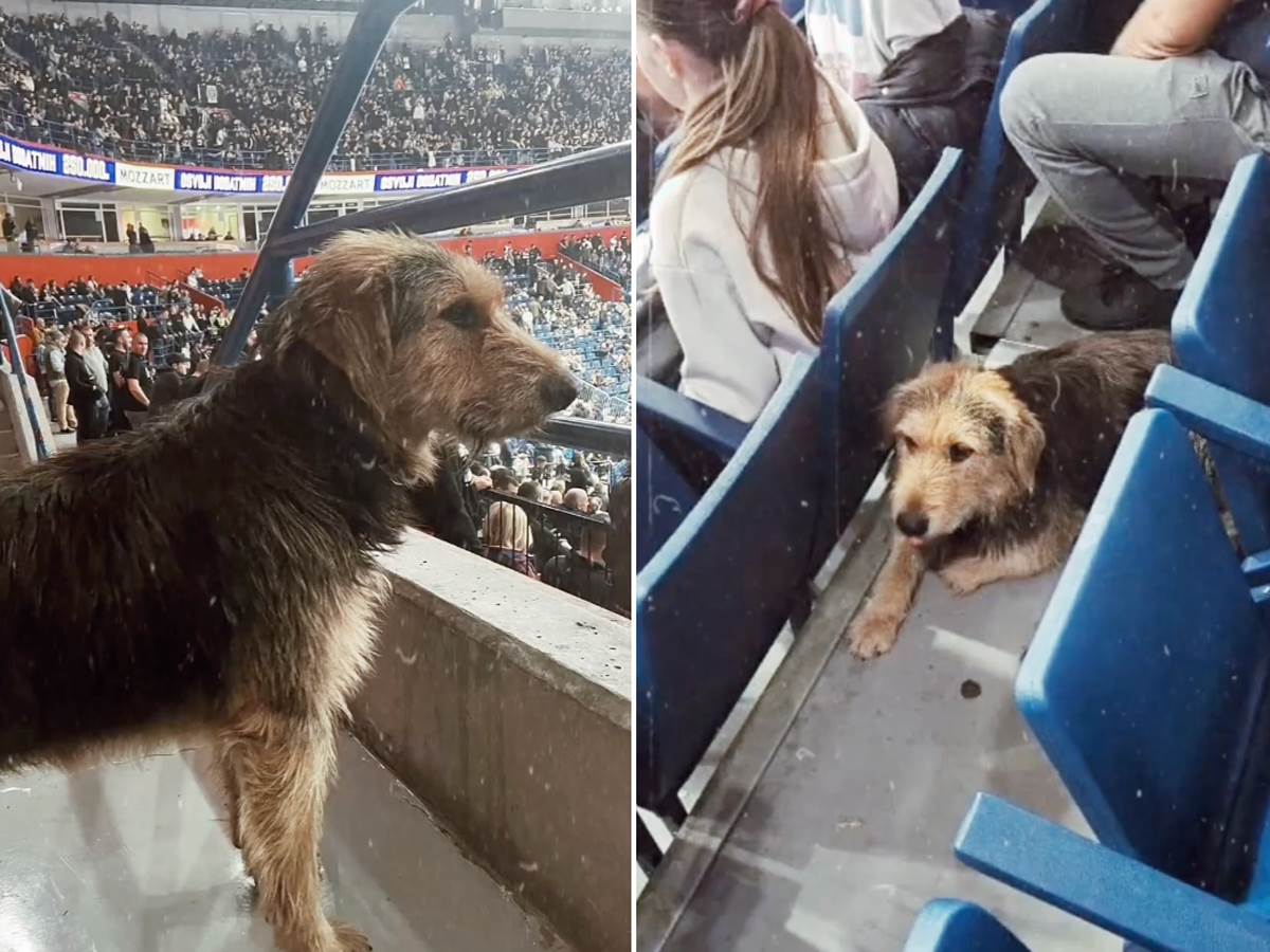  pas čičak gleda partizan u evroligi  