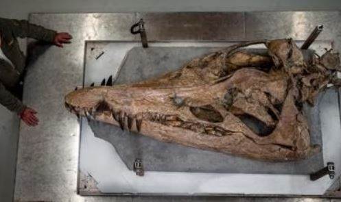  Otkrivena glava pilosaurusa u Engleskoj 
