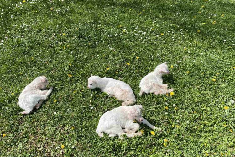 Koza u Ribniku ojarila petoro jarića Koza u Ribniku ojarila petoro jarića