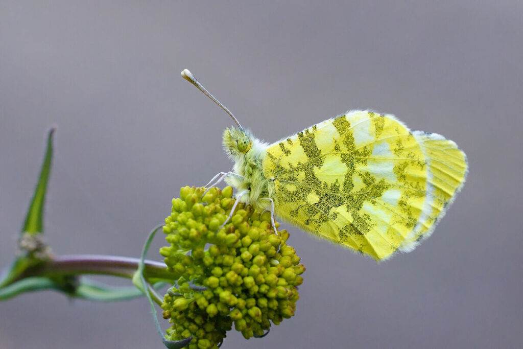  Otkrivena nova vrsta leptira u okolini Dobruna i Rudog 