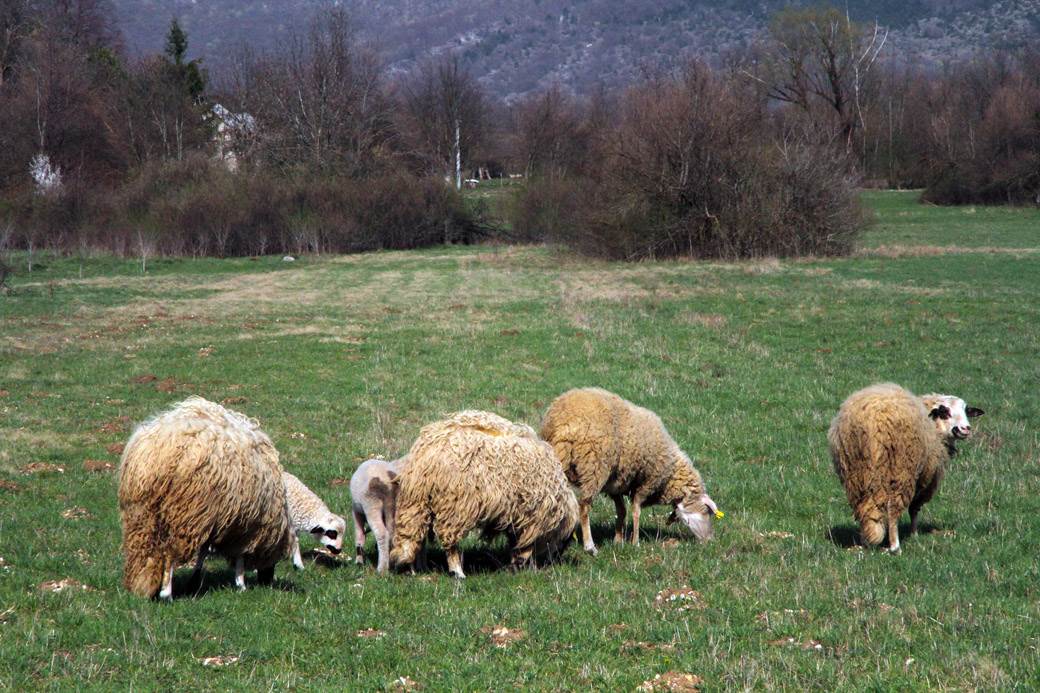  Antraks kod ovaca u Sokocu 