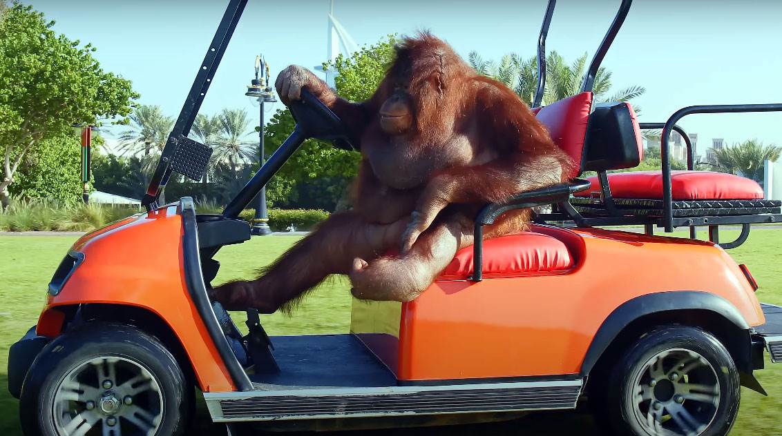  Orangutan Rambo vozi kola za golf 