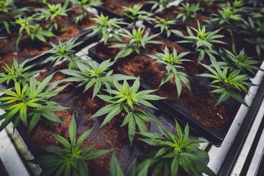   Makedonska policija zaplijenila 27 tona medicinskog kanabisa 