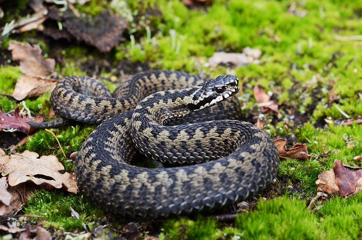 Kako se riješiti zmija iz dvorišta Kako se riješiti zmija iz dvorišta