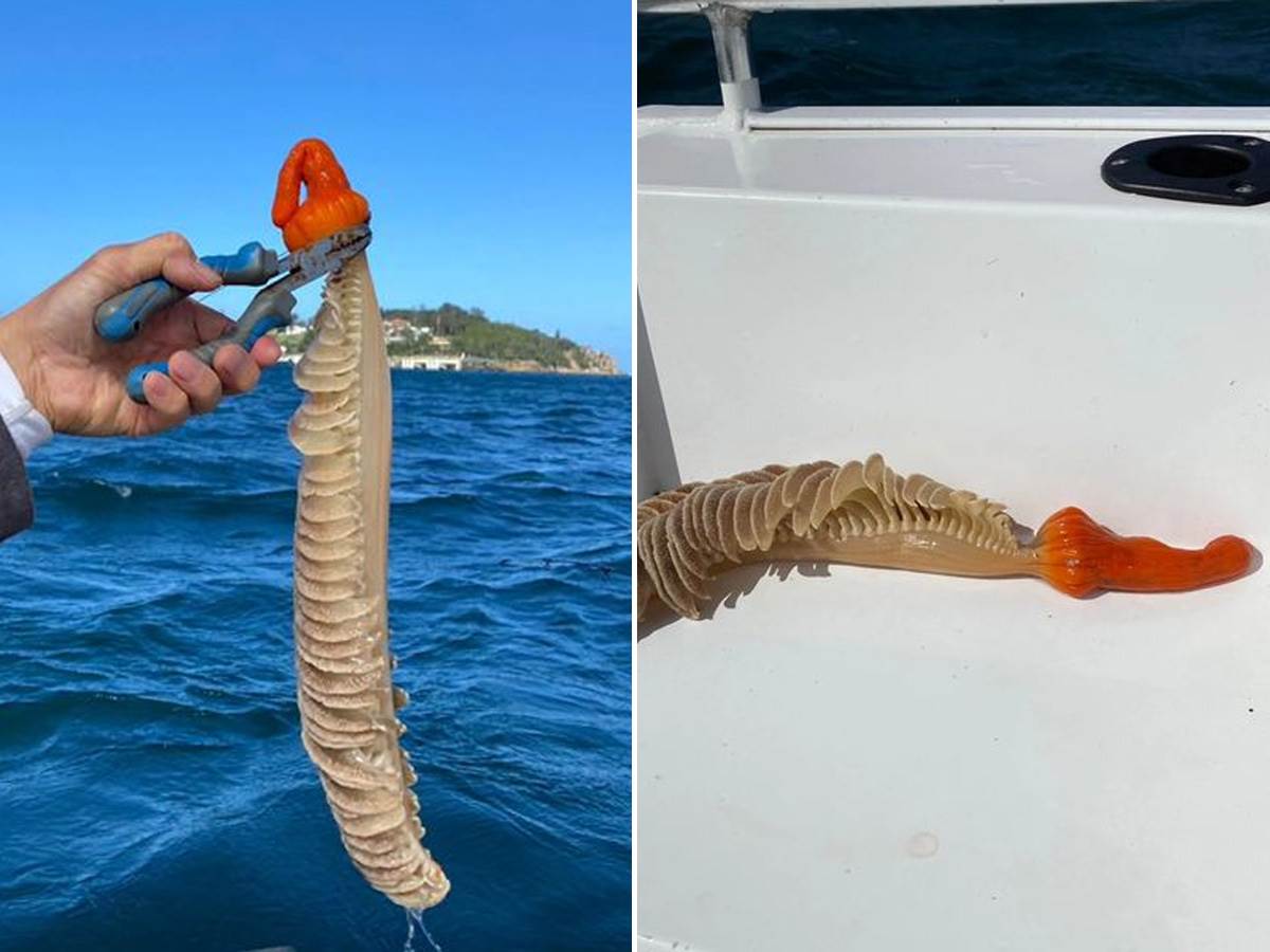  Ribar ulovio morsku olovku 