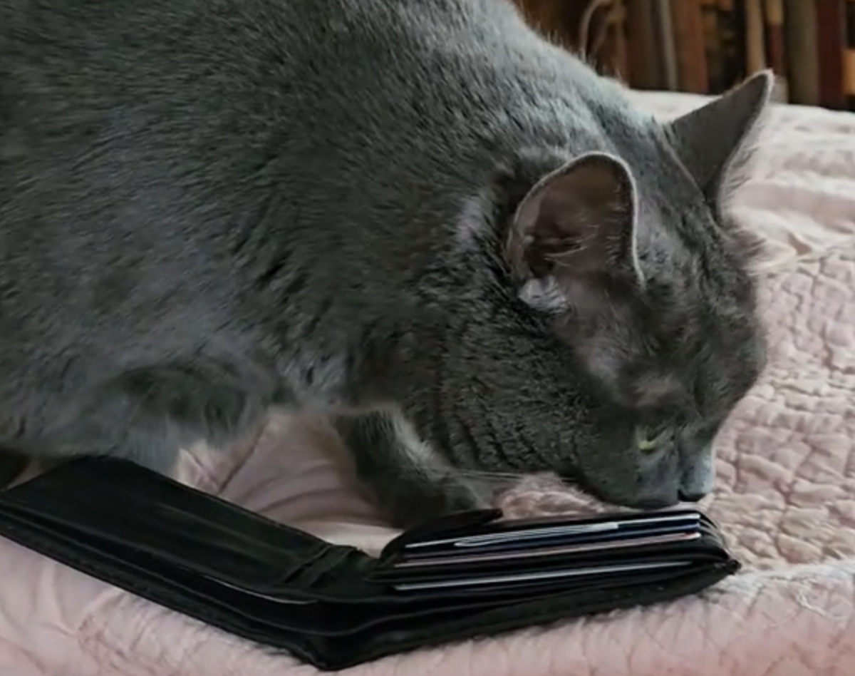  Mačka pronašla novčanik pokojnog vlasnika 